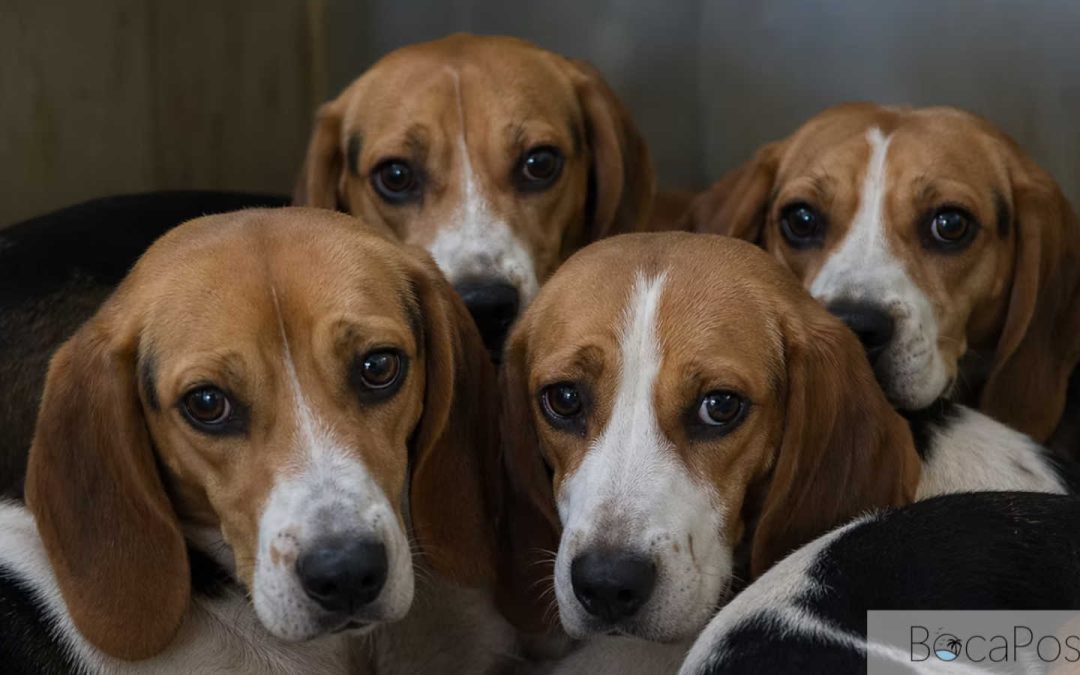 Where Did The Ridglan Beagles Go? Big Dog Ranch Rescue Clarifies Its Role