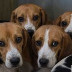Where Did The Ridglan Beagles Go? Big Dog Ranch Rescue Clarifies Its Role