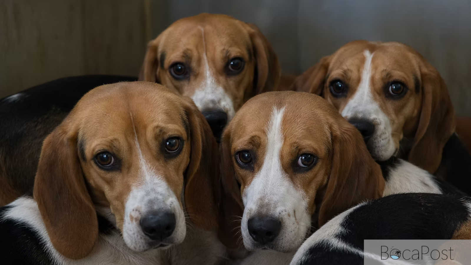 Where Did The Ridglan Beagles Go? Big Dog Ranch Rescue Clarifies Its Role