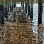 Oyster Shell Strands Installed Beneath The Pier At Rutherford Park In Boca Raton.
