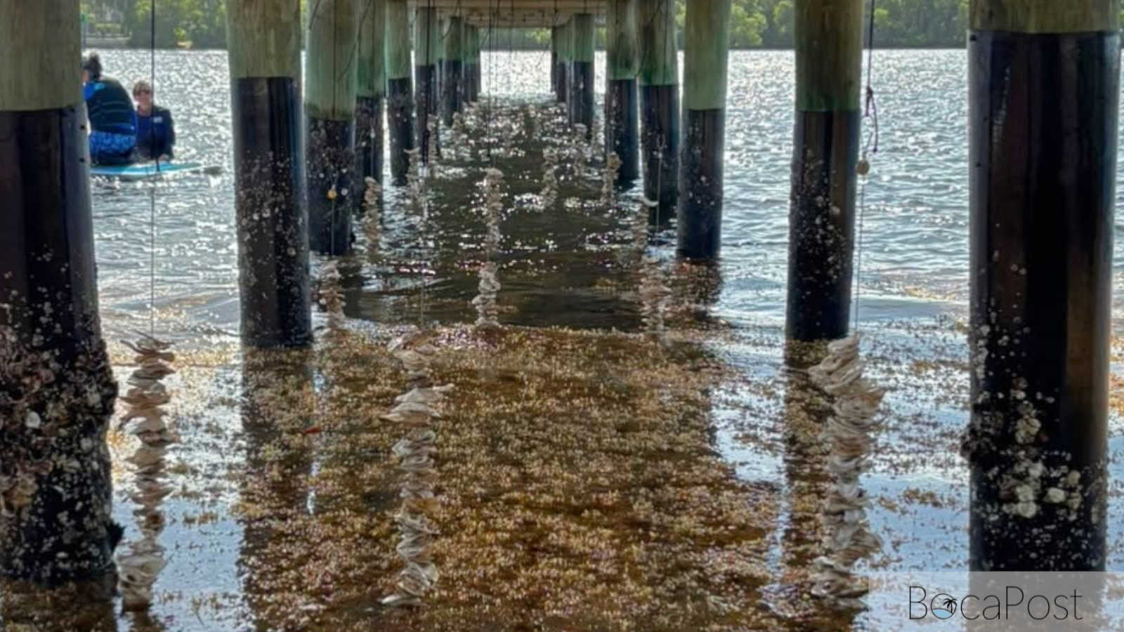 Oyster shell strands installed beneath the pier at Rutherford Park in Boca Raton.