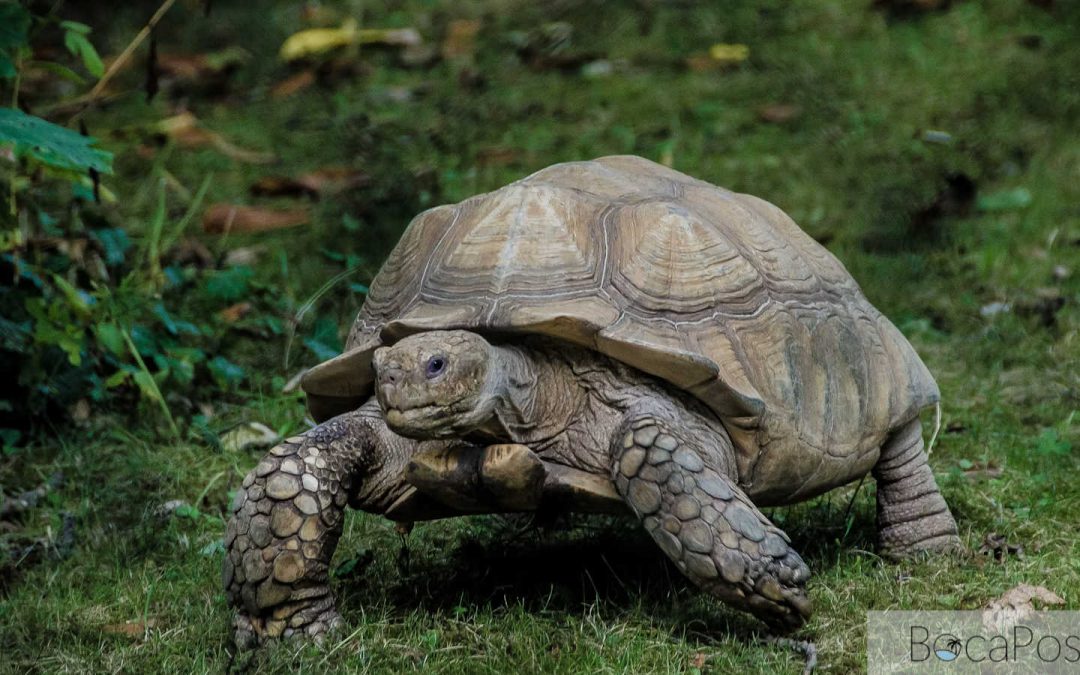 Boynton Forest Preservation Fight Returns To Boynton Beach Agenda