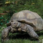 Flyer For A June 26 Volunteer Restoration Day At Gopher Tortoise Preserve In Boca Raton.