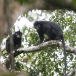 A Mostly Black African Monkey With Vivid Orange-Cream Lips And A Mask-Like Face, Identified As Colobus Congoensis, In The Congo Rainforest.