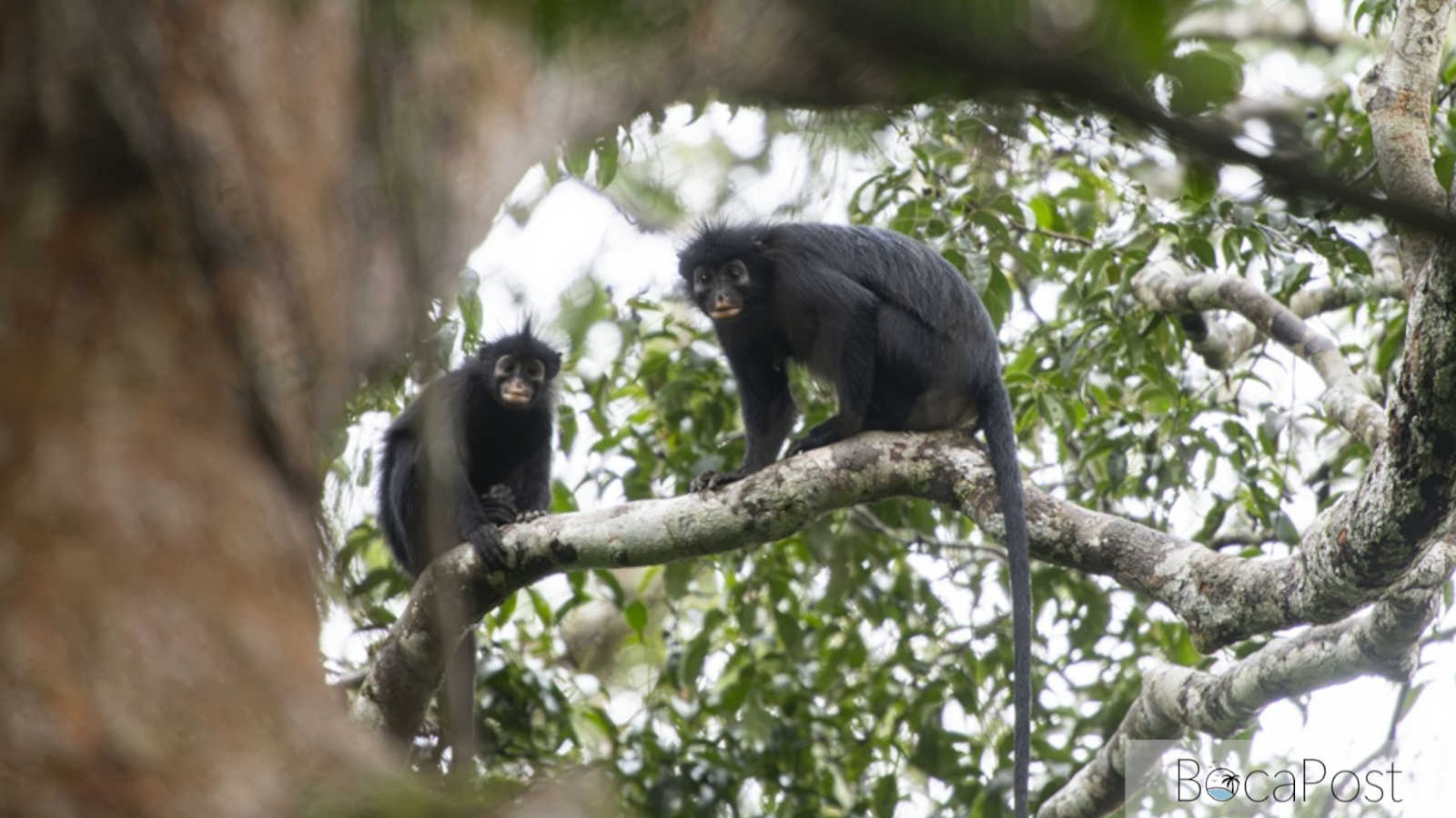 FAU-Led Team Behind New Monkey Species Discovery in Congo A mostly black African monkey with vivid orange-cream lips and a mask-like face, identified as Colobus congoensis, in the Congo rainforest.
